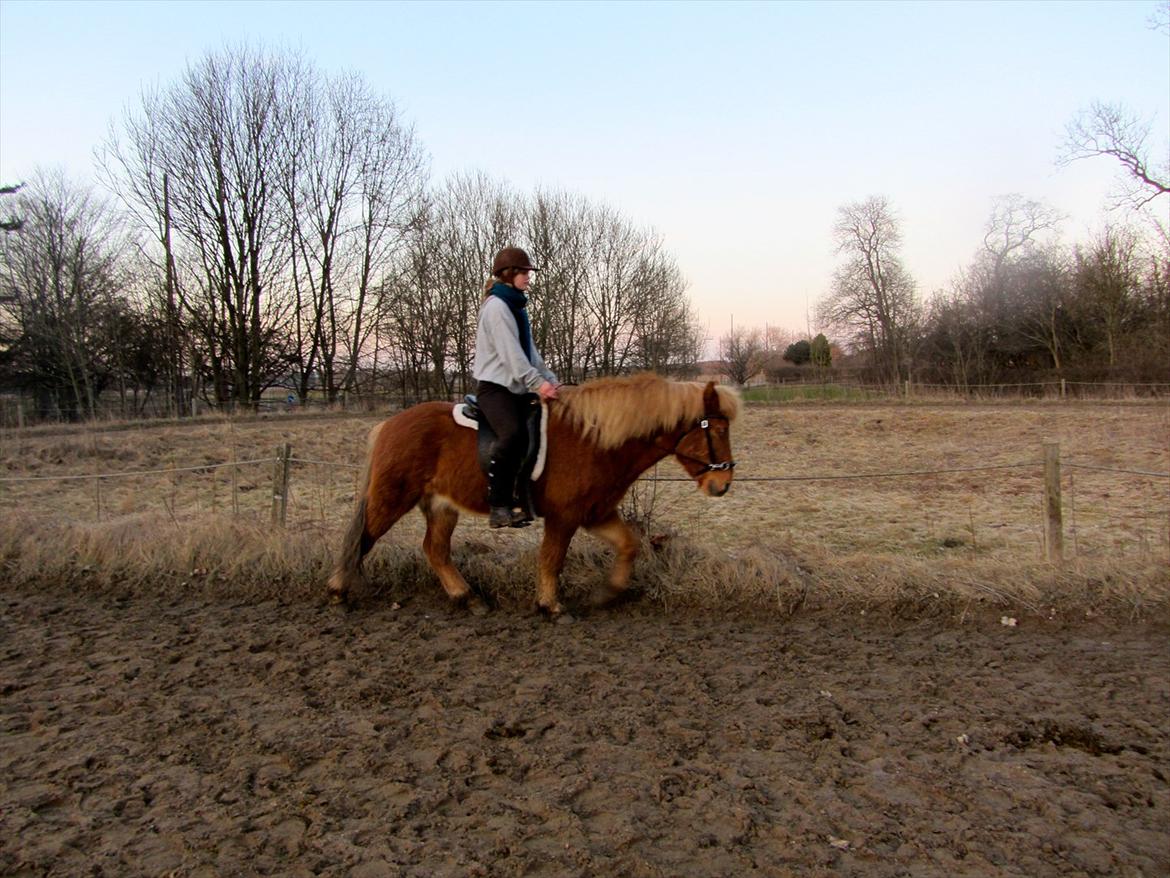 Islænder Halli fra Dyrehavegård <3 - Måske ikke det bedste billede, men synes bare at hans skridt er blevet så meget bedre! Han træder tydeligt længere ind under sig selv, og får rigtig brugt hele sin krop.

Marts 2012.

 billede 3
