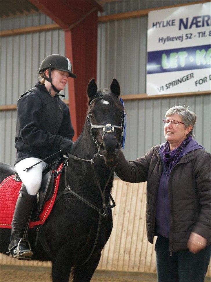 Welsh Cob (sec D) Garnfach Lona (Lonski) **SOLGT ** billede 1