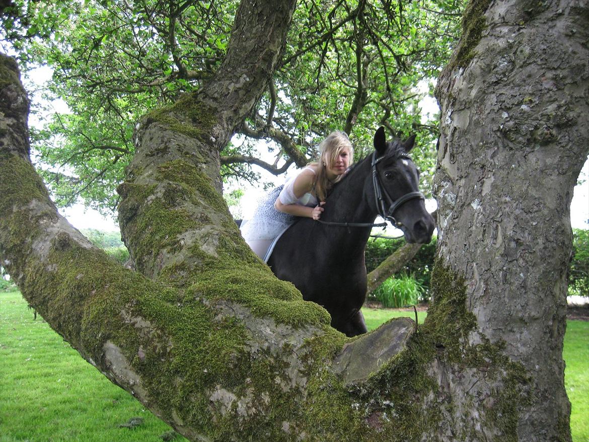 Welsh Cob (sec D) Garnfach Lona (Lonski) **SOLGT ** - Konfirmations billed. billede 3