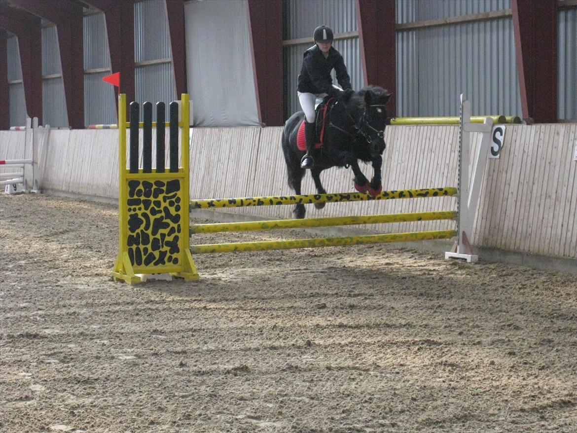 Welsh Cob (sec D) Garnfach Lona (Lonski) **SOLGT ** billede 7