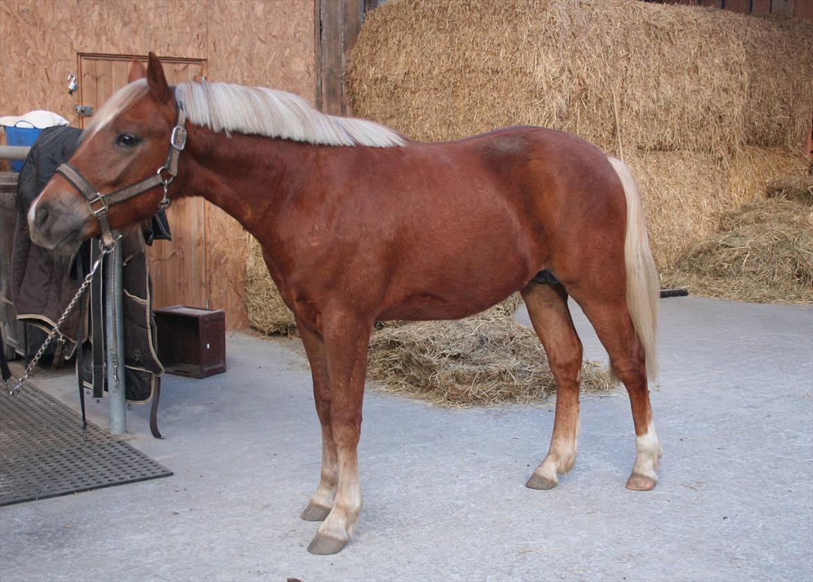 New Forest Romeo´s Kentucky - Kentucky - Marts 2012 billede 6