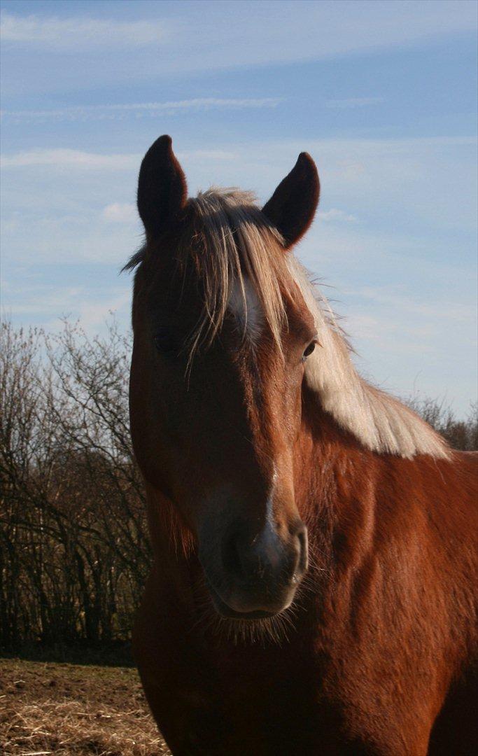 New Forest Romeo´s Kentucky - Kentucky - Marts 2012 billede 7
