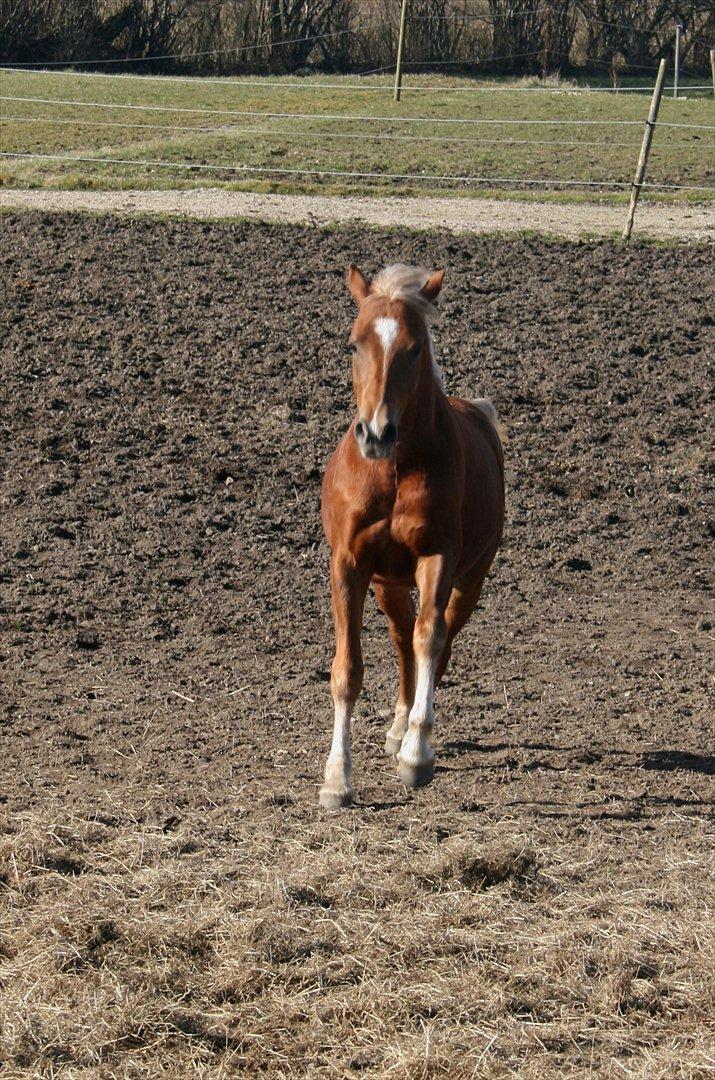 New Forest Romeo´s Kentucky - Kentucky - Marts 2012 billede 8