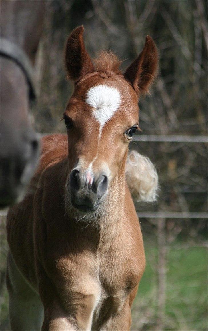 New Forest Romeo´s Kentucky - Kentucky som føl - sommer 2010  billede 3