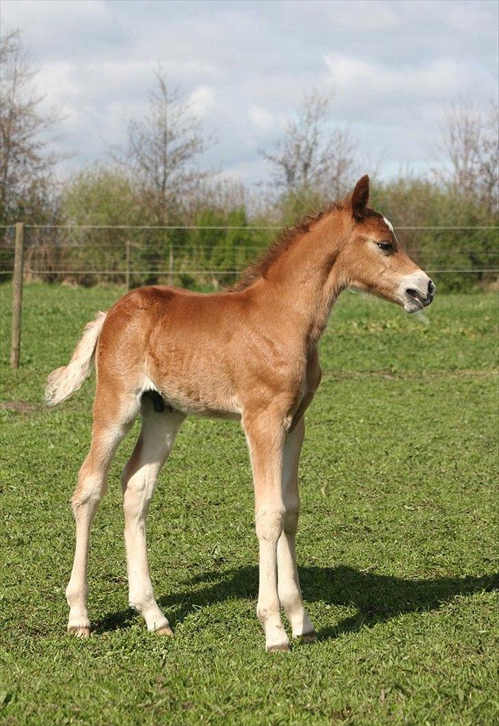 New Forest Romeo´s Kentucky - Kentucky som føl - sommer 2010 billede 11