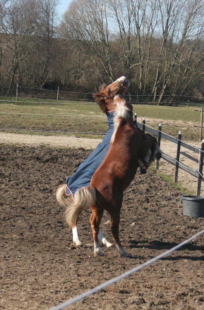 New Forest Romeo´s Kentucky - Vild og fræk plag :) - Kentucky - Marts 2012 billede 14