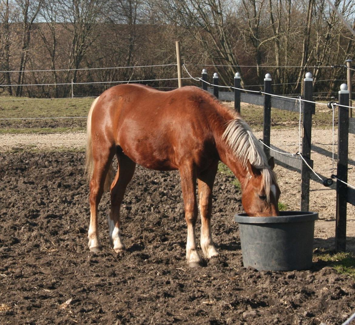 New Forest Romeo´s Kentucky - Kentucky - Marts 2012 billede 16