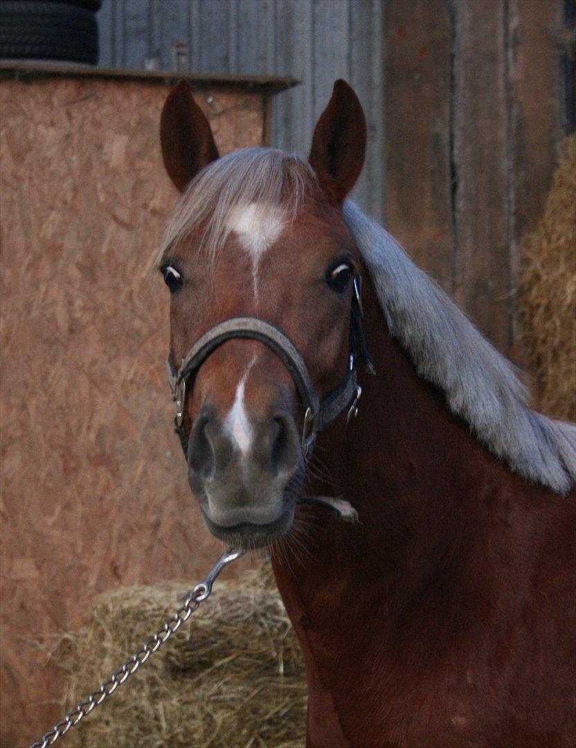 New Forest Romeo´s Kentucky - Kentucky - Marts 2012 billede 20