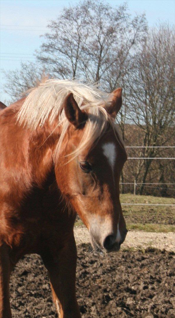 New Forest Romeo´s Kentucky - Kentucky - Marts 2012 billede 17