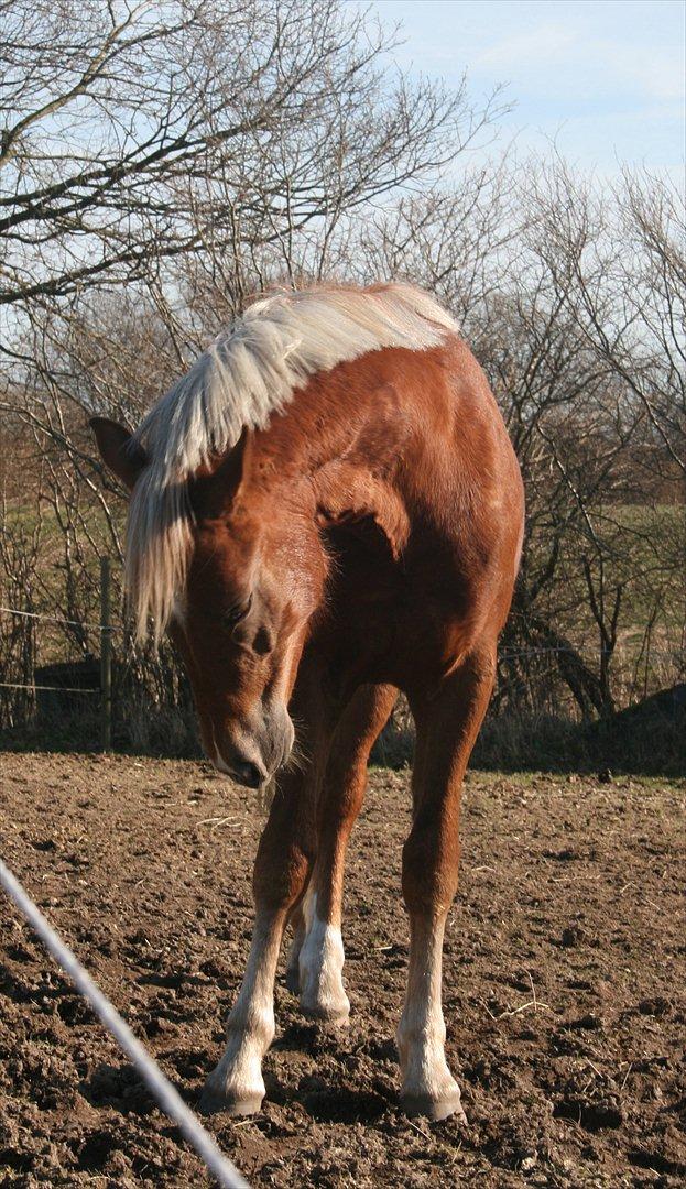 New Forest Romeo´s Kentucky - Kentucky - Marts 2012 billede 19