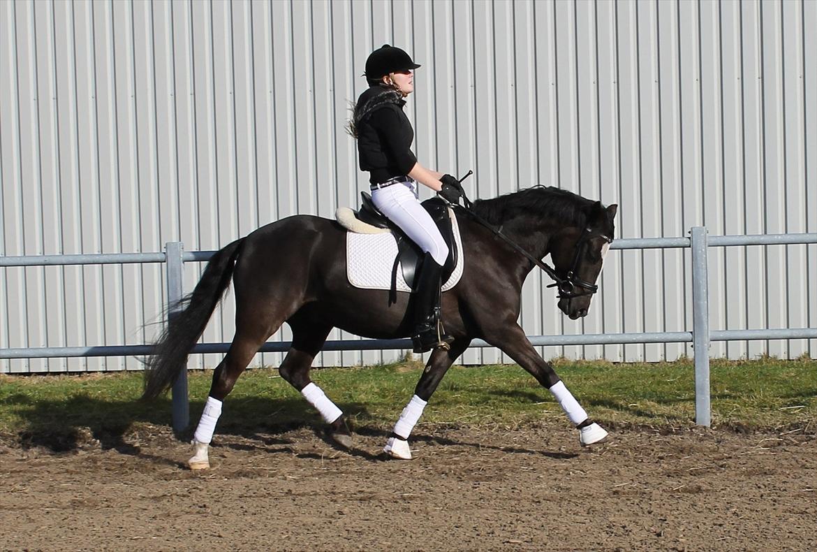 Welsh Partbred (Sec F) Hollywoods Bobby Brown - Marts 2012 billede 5