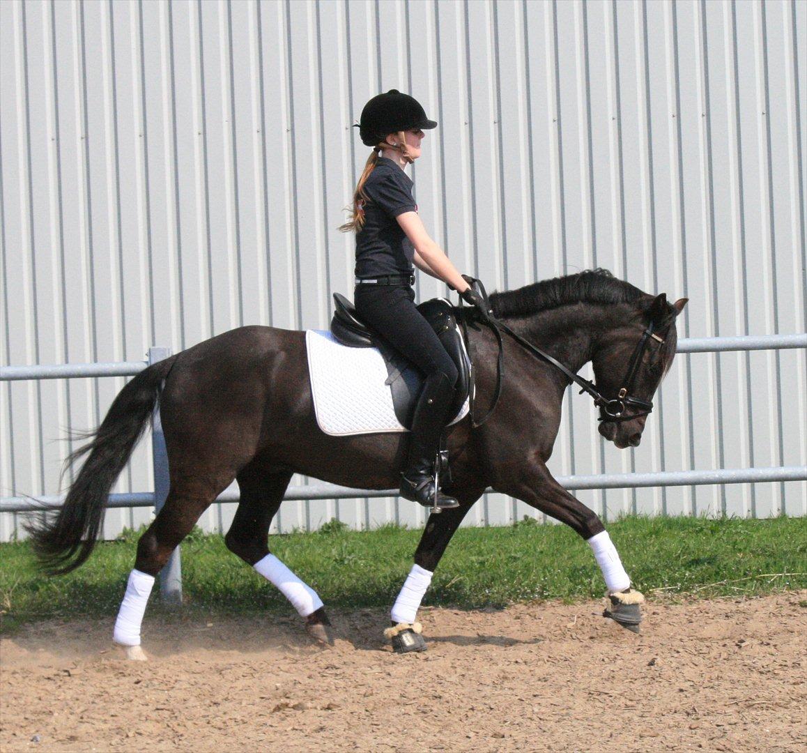 Welsh Partbred (Sec F) Hollywoods Bobby Brown - september 2011 billede 6