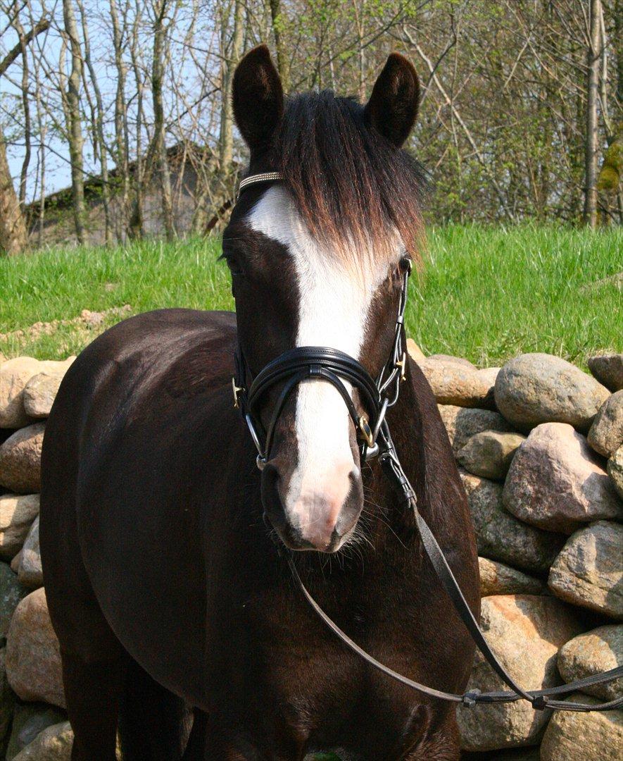 Welsh Partbred (Sec F) Hollywoods Bobby Brown billede 8