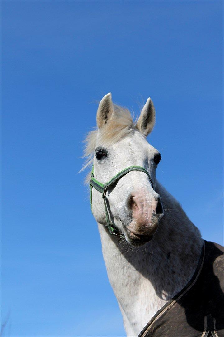 New Forest Shipper - Hun har simpelthen det kønneste hoved! billede 2