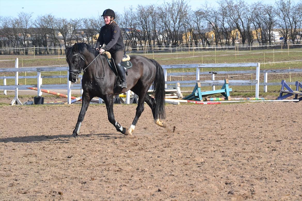 Dansk Varmblod Kastlund Diango (Solgt) - 3 marts 2012 trejde gang vi rider efter vi flyttede nyt sted hen og han tager det super flot dejlig hest.. billede 5