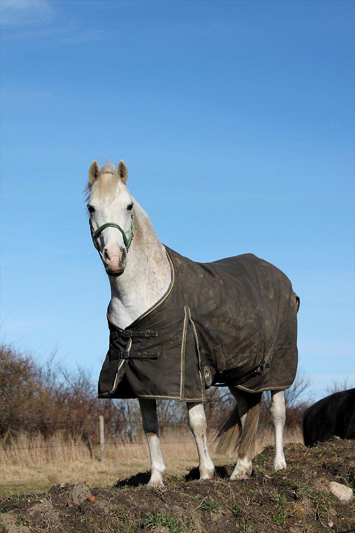 New Forest Shipper billede 4