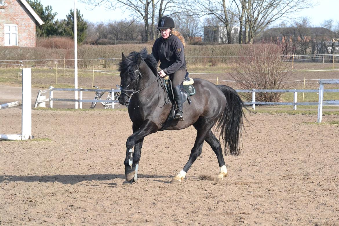 Dansk Varmblod Kastlund Diango (Solgt) - 3 marts 2012 trejde gang vi rider efter vi flyttede nyt sted hen og han tager det super flot dejlig hest.. billede 6