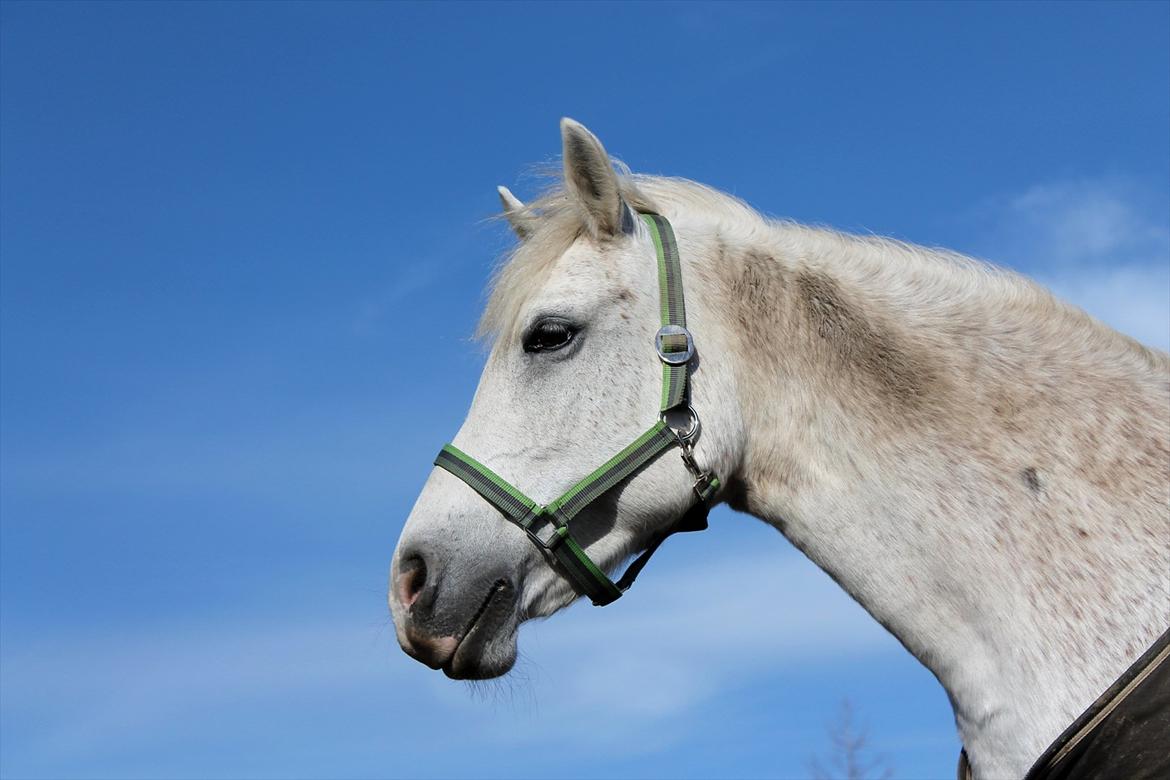 New Forest Shipper billede 19