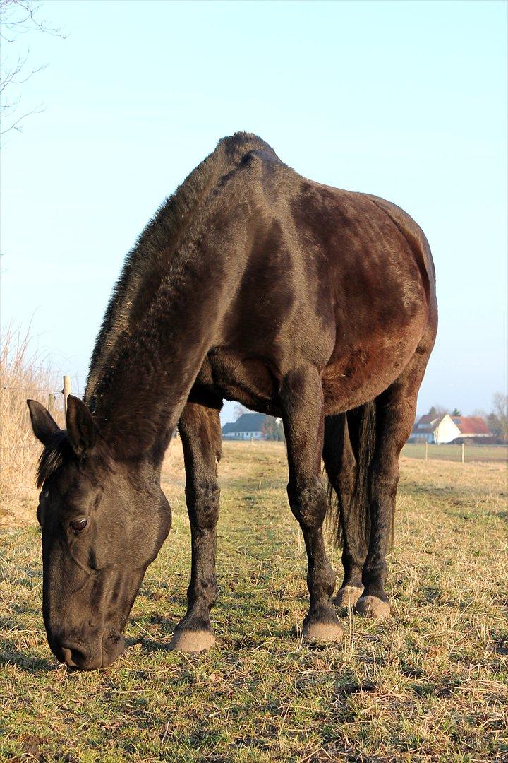 Oldenborg Clausagergårds Cirkeline billede 17