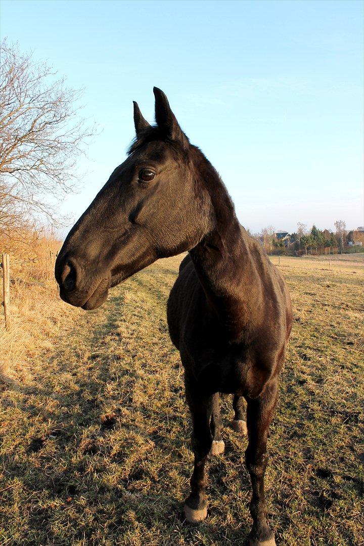 Oldenborg Clausagergårds Cirkeline billede 9