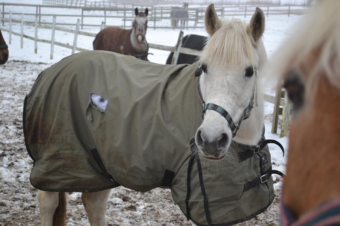 Anden særlig race Amidas billede 1
