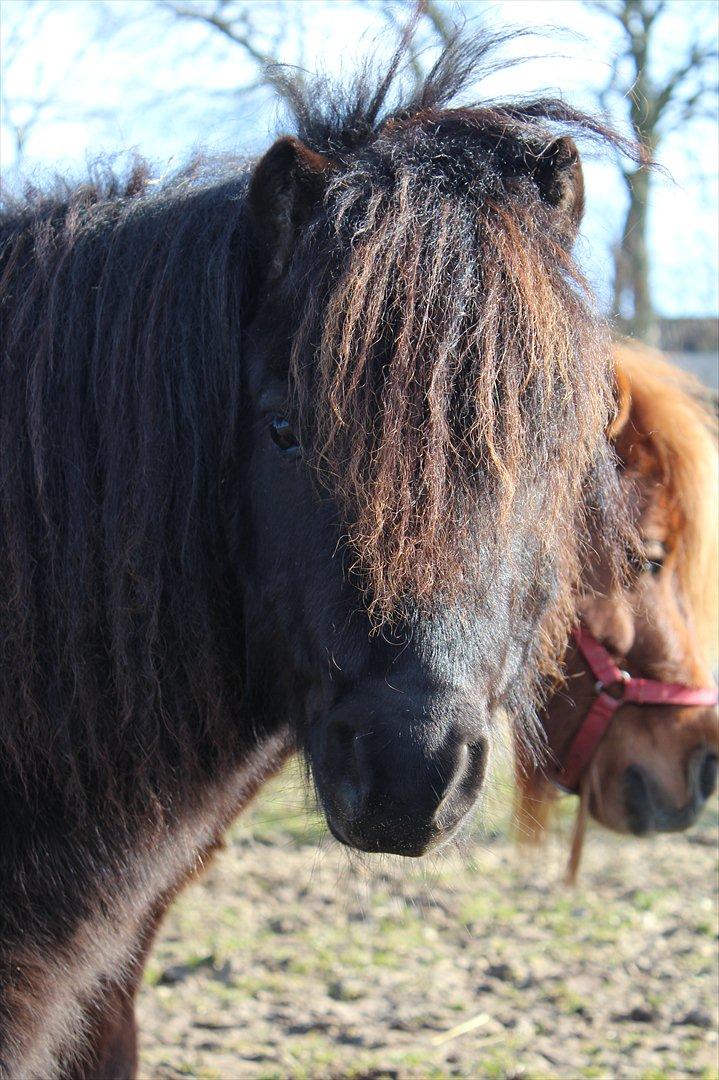 Miniature Black Speedy - Prinsen - 3. marts 2012 (© - Må ikke kopieres) billede 11
