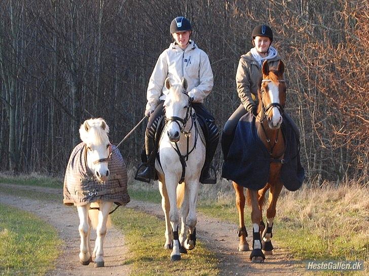 DSP Kløverlunds C.C - Ariel, Star, C.C, Mille og Frida der rider i det smukke vejr!(-:<3
Mester fotograf: Miig(-: billede 16