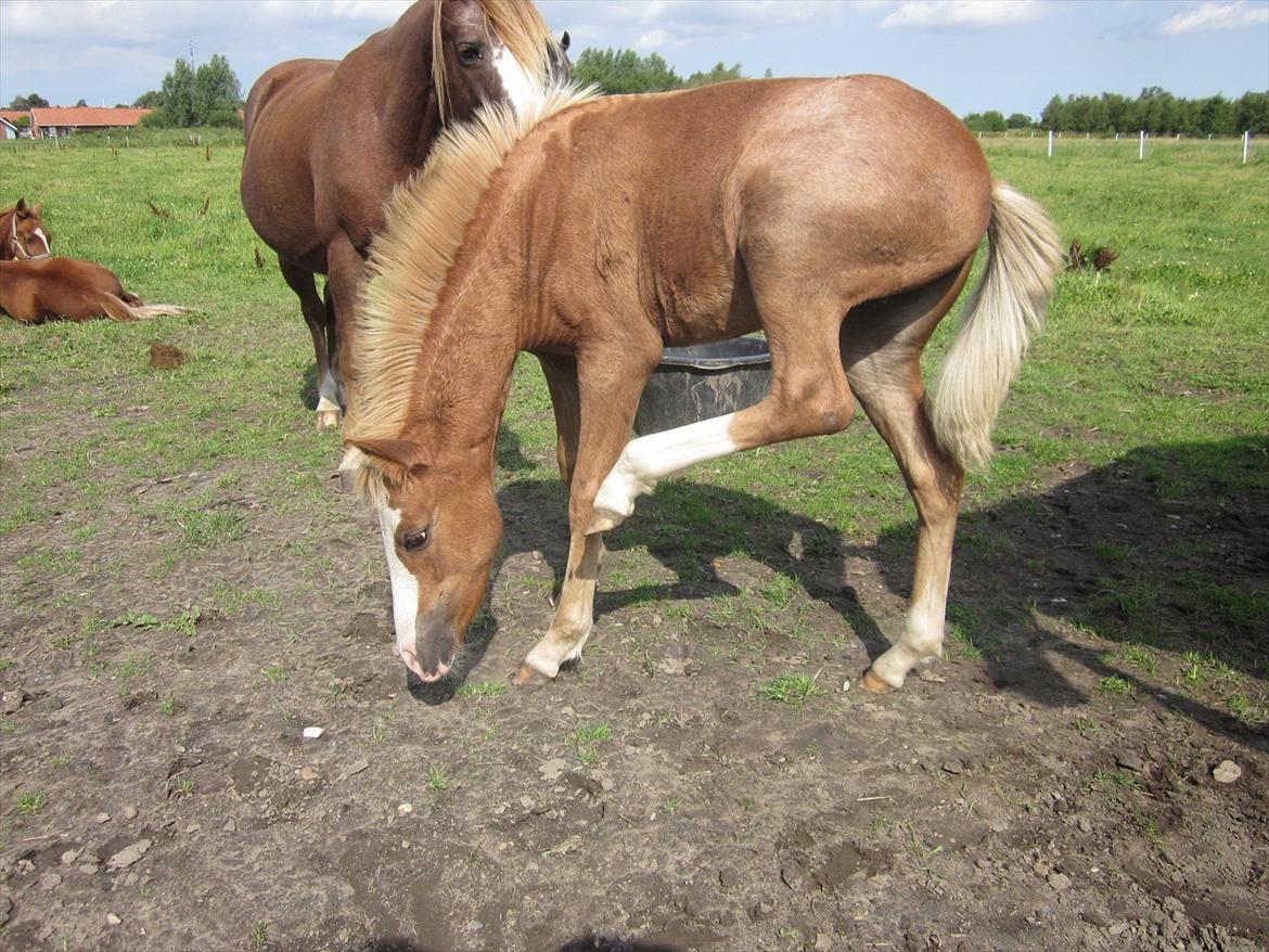 Anden særlig race Di Amanda - August 2011 billede 1
