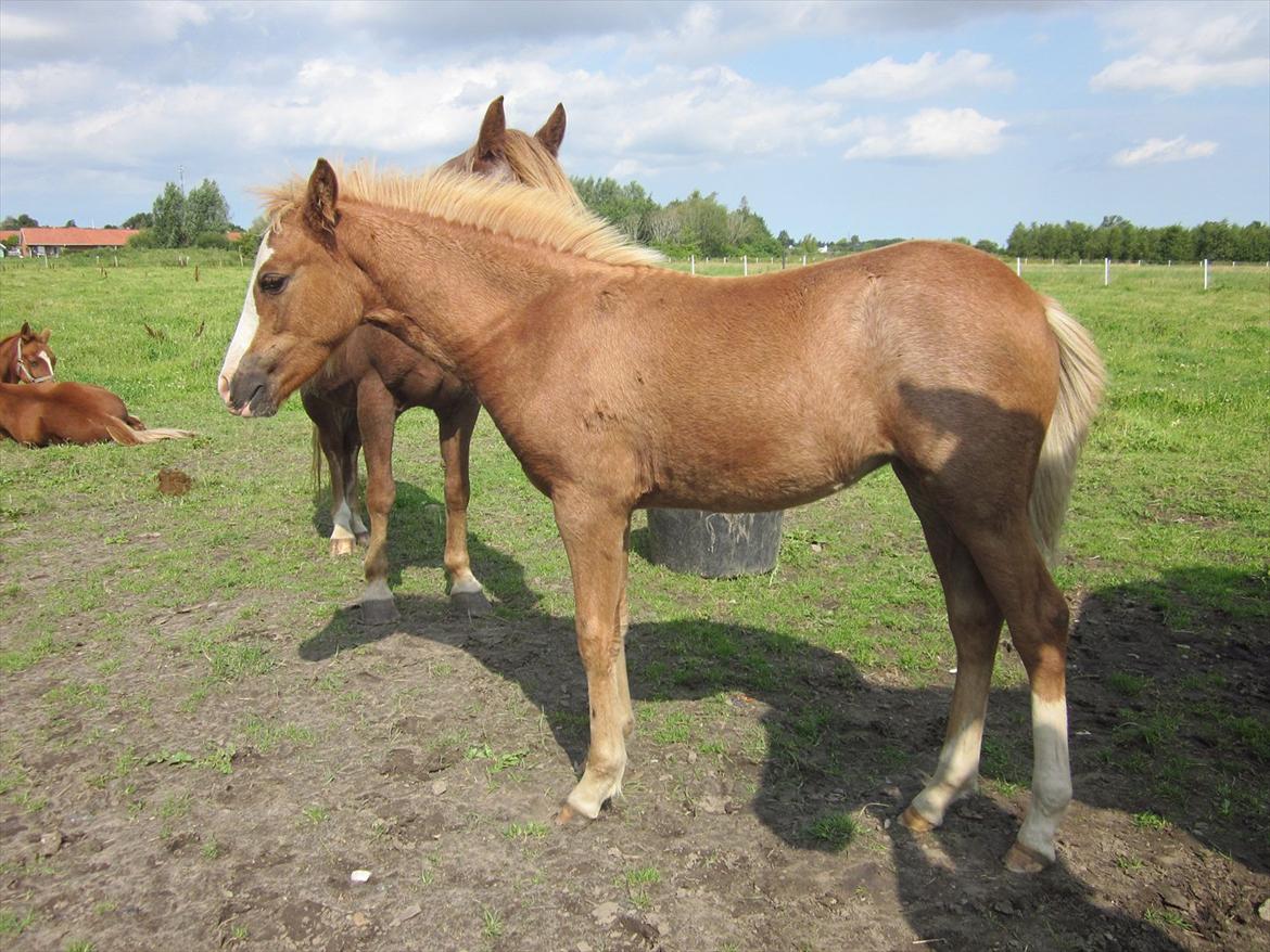 Anden særlig race Di Amanda - August 2011 
 billede 2