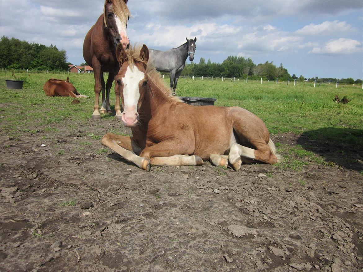 Anden særlig race Di Amanda - august 2011 billede 3