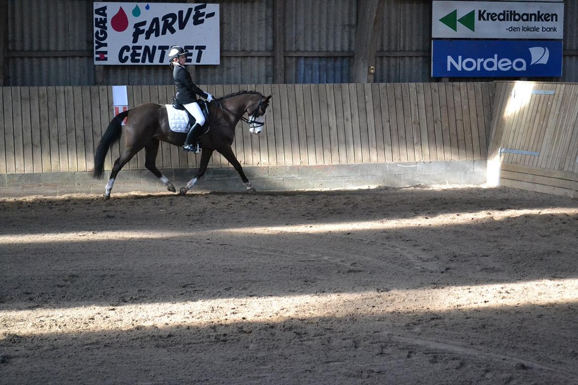 Anden særlig race Bjeldbaks Bingo B-pony - Andet C-stævne i Aabenrå 
LA1 til 65% fik 2.plads  billede 11