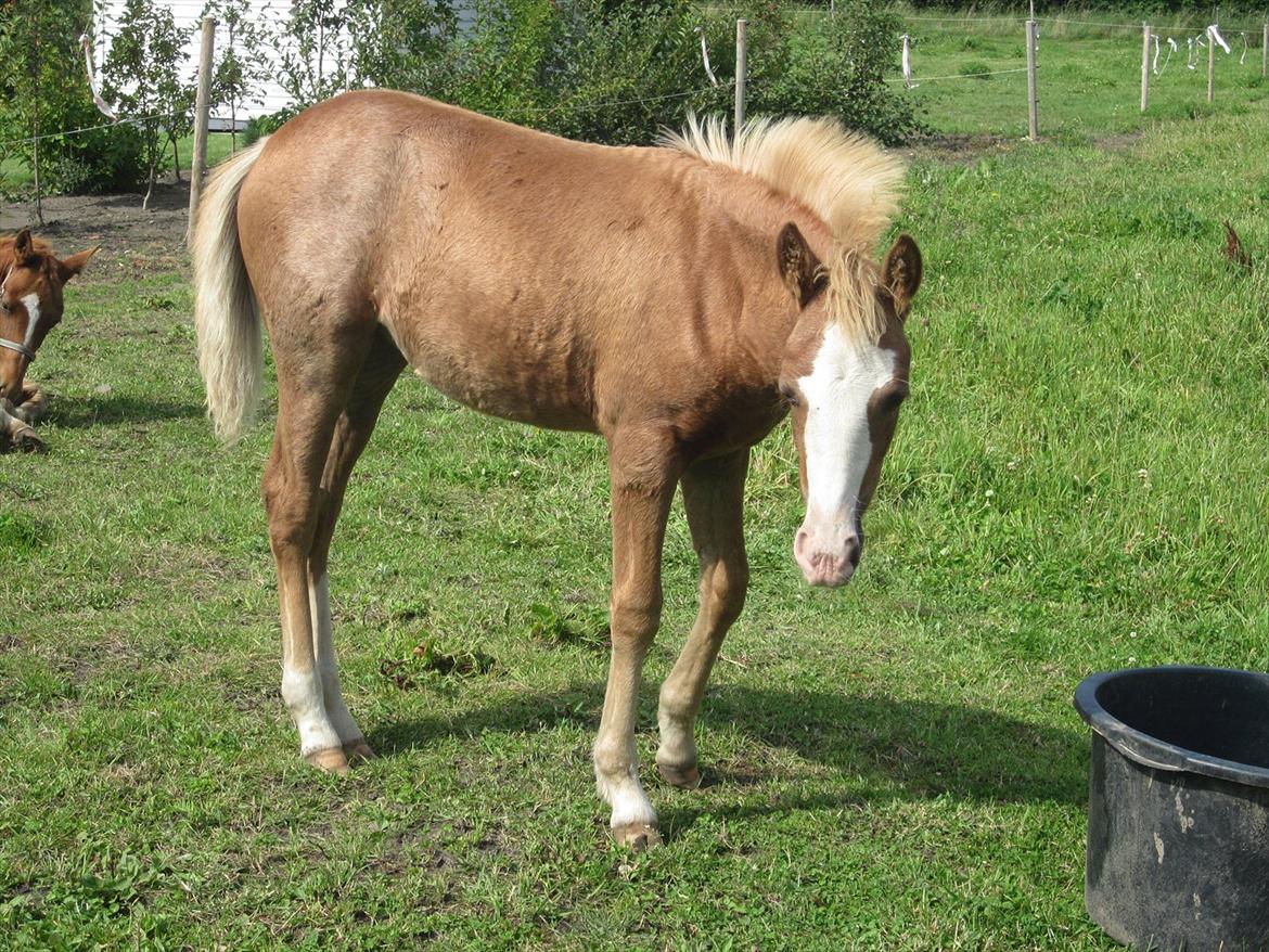 Anden særlig race Di Amanda - August 2011 billede 4