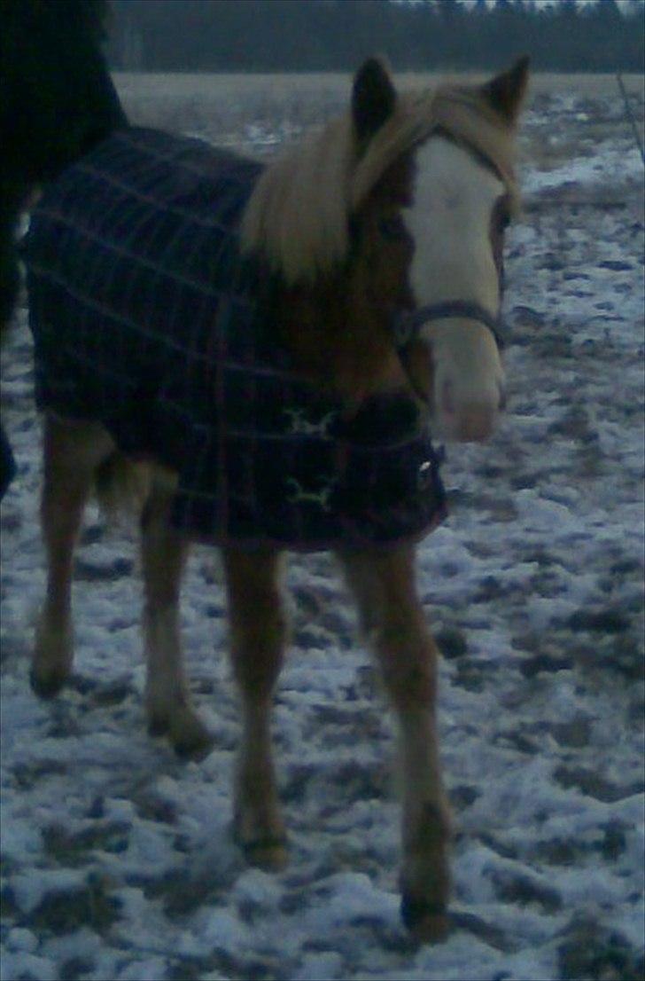 Anden særlig race Di Amanda - Di Amanda med sit første dækken. mmh det er dejlig varmt  billede 5