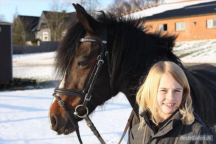 Hollandsk Sportspony Arianne - smukke pony og jeg i sneen

taget af Emma billede 7
