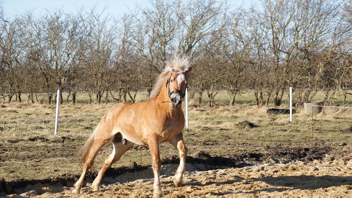 Haflinger Ariel-I *Avlshingst* billede 13