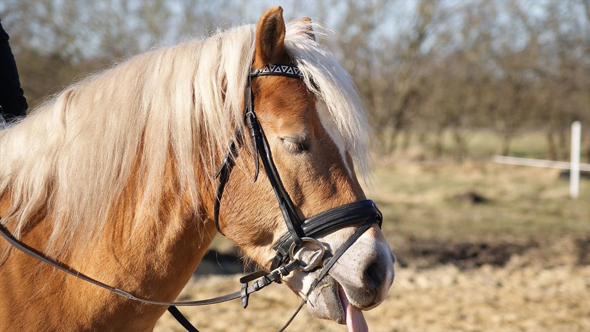 Haflinger Ariel-I *Avlshingst* - Ariel kan godt li at vise sin tunge :P billede 14