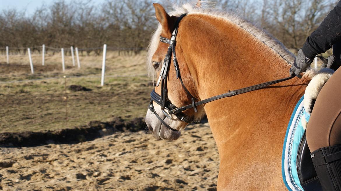 Haflinger Ariel-I *Avlshingst* - Elsker det her billede <3 billede 16