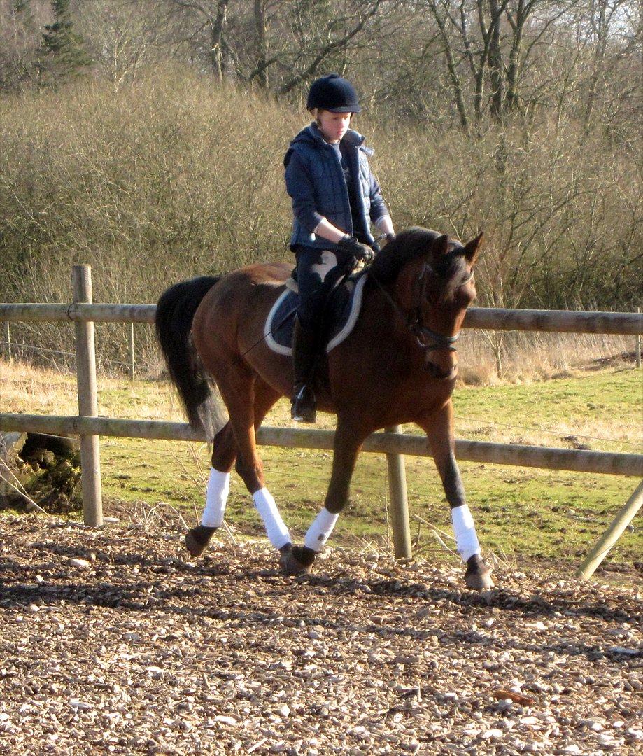 Anden særlig race Christiansejes Peanut - Dressurtræning 3/3-2012 Fotograf: Anne-Louise billede 16