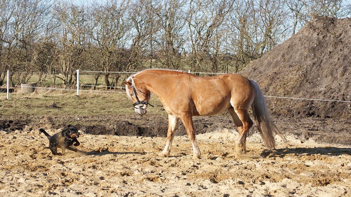 Haflinger Ariel-I *Avlshingst* - Ariel og Ochilla leger billede 17