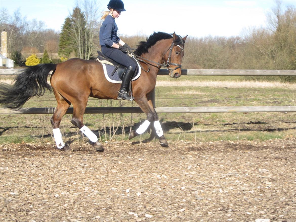 Anden særlig race Christiansejes Peanut - Dressurtræning 3/3-2012 fotograf: Anne-Louise billede 17