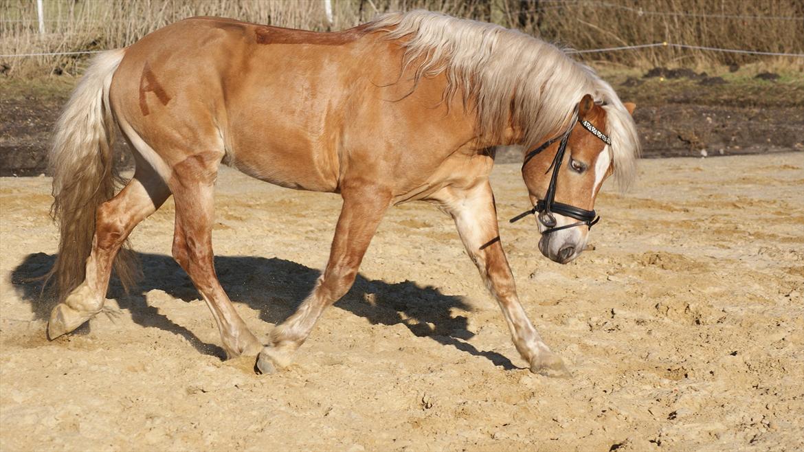 Haflinger Ariel-I *Avlshingst* billede 2