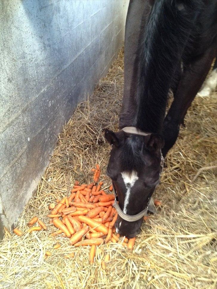 Dansk Varmblod Show man <3 "passer" "privat hest" - han tror vist han er kommet i den 7 himmel ;D <3 billede 4