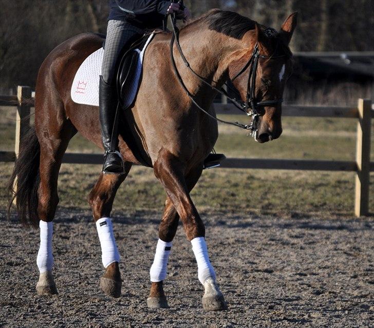 Dansk Varmblod Chiquita billede 11