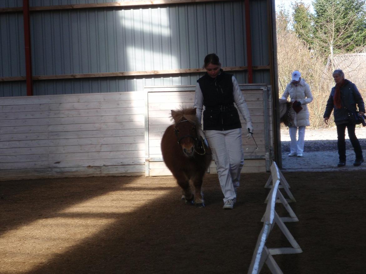 Shetlænder Nanja af rolighed - Winter show 2012 billede 11
