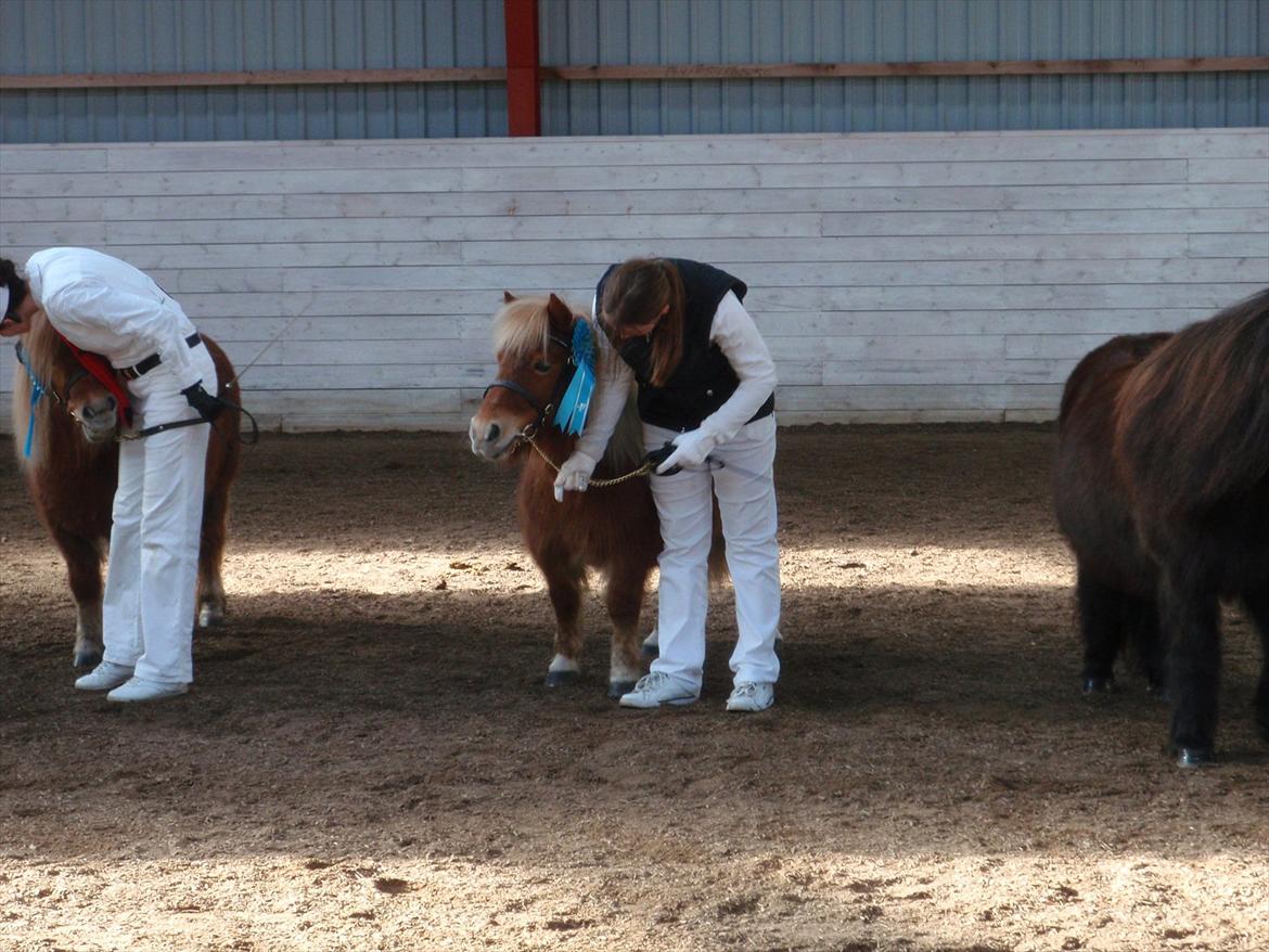 Shetlænder Nanja af rolighed - Winter show 2012 billede 12