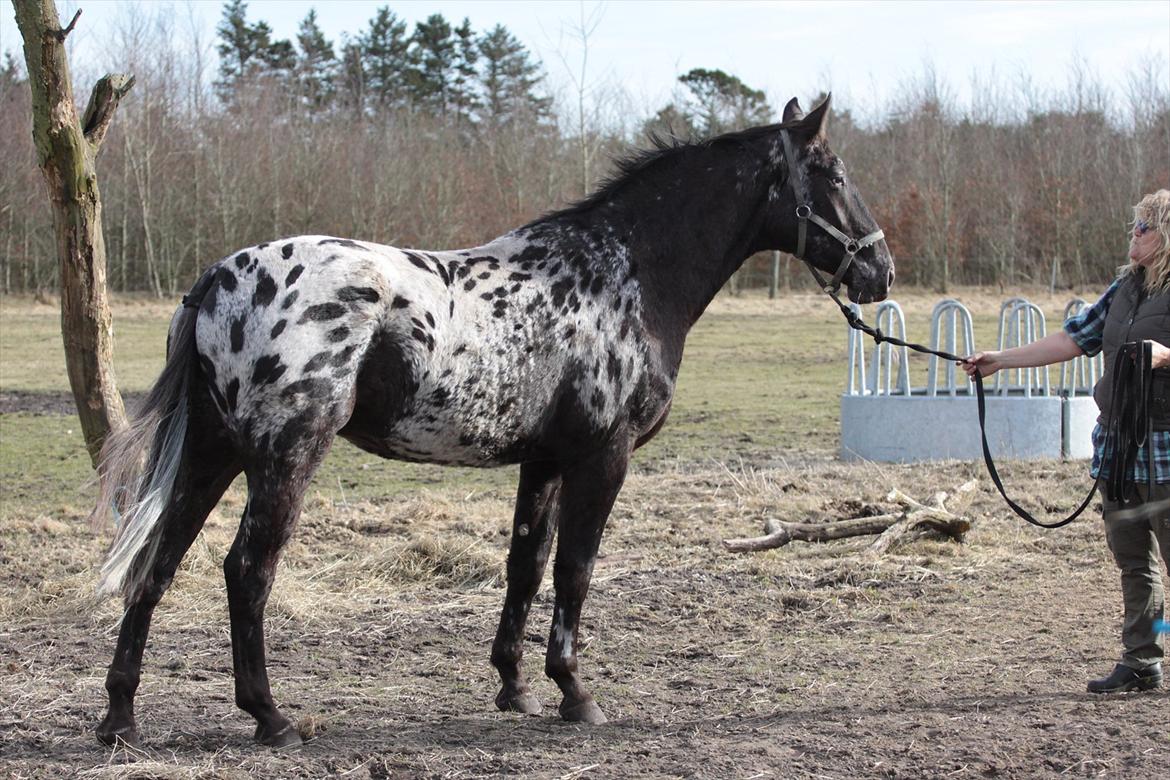 Knabstrupper Ramzez Ådal - Marts 2012 billede 2