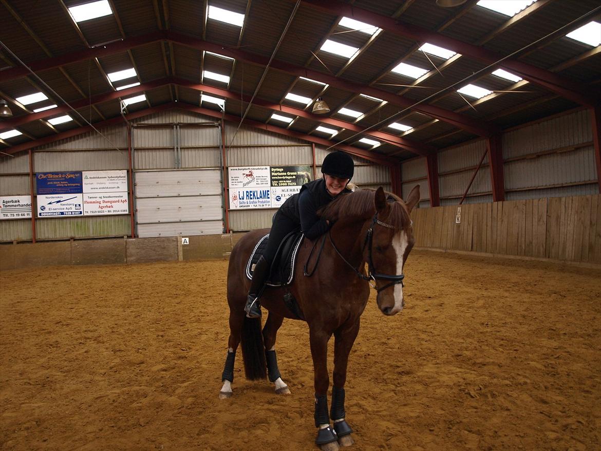 Dansk Varmblod Don Giovanni af Ovh. billede 11