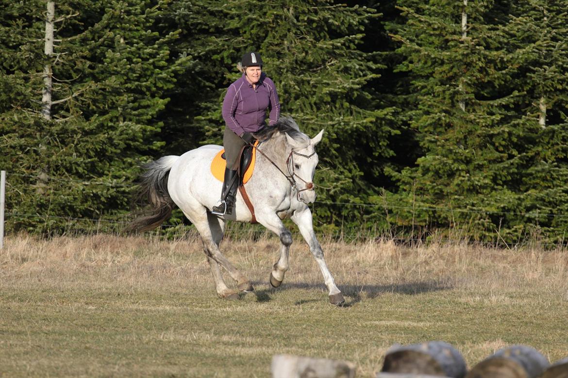 Dansk Varmblod Winzal Star billede 3