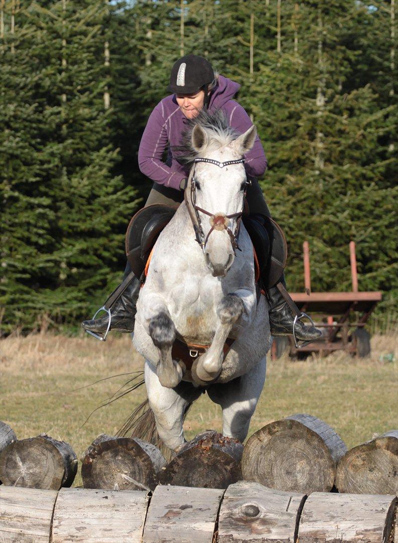 Dansk Varmblod Winzal Star billede 4