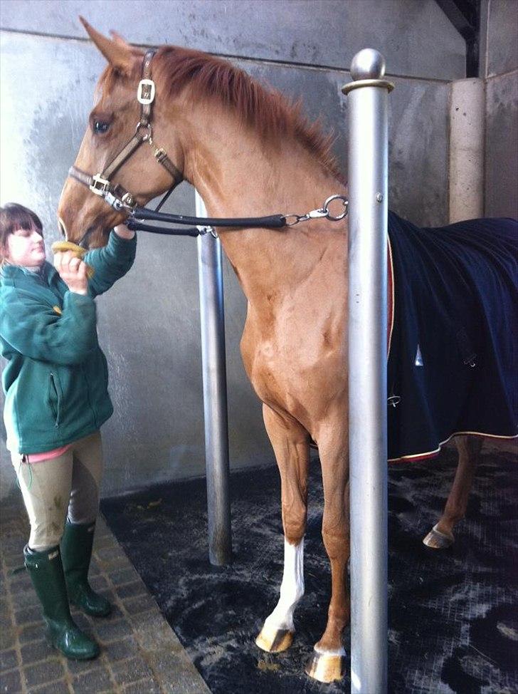 Dansk Varmblod Virgin´s Salsa - Salsa i tilridning! billede 2